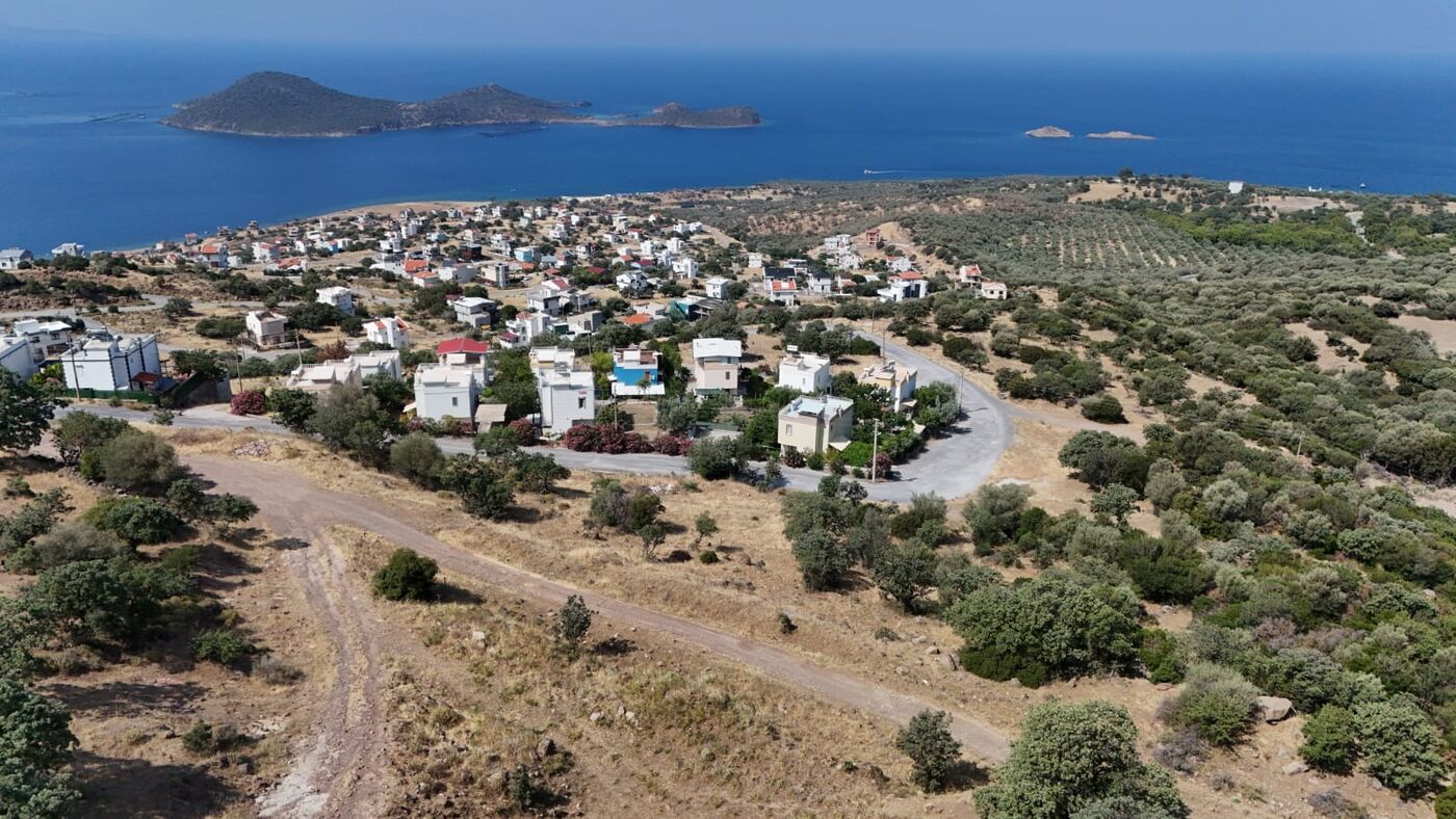 Zeytin ağaçları ve deniz