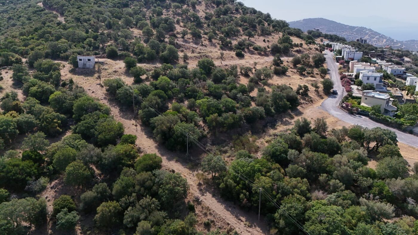 Olive grove terrain